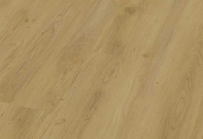 Oak barnik